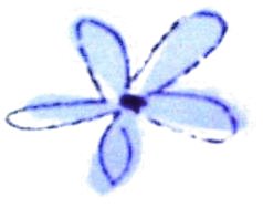 flower_logo_blue.jpg