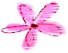 flower_logo_scratched.jpg